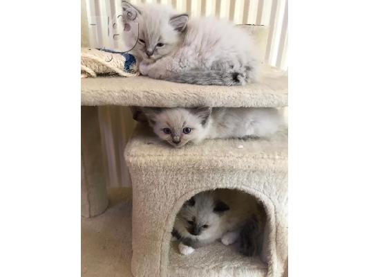 PoulaTo: Έχω όμορφα γατάκια Ragdoll διαθέσιμα Θα είναι έτοιμα να